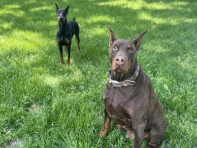 Dobermans to Love