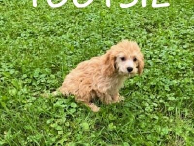 Tootsie Female Cockapoo Puppy