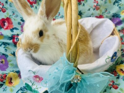 Baby Bunnies for sale $20