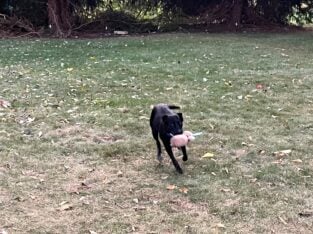 9 mo old – beautiful, playful & free!