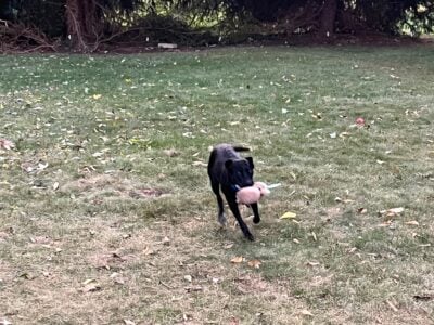 9 mo old – beautiful, playful &  &nbsp;...