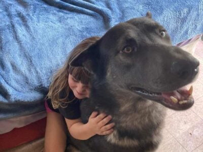 German Shepard / Belgian mal