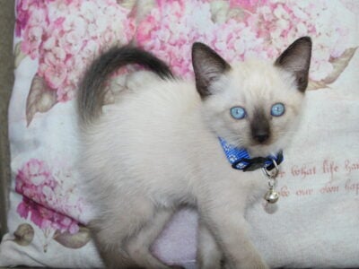 Prince Siamese Mix Baby