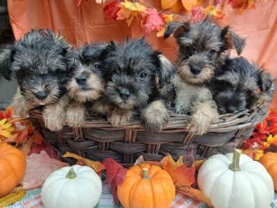 Adorable Miniature Schnauzers October