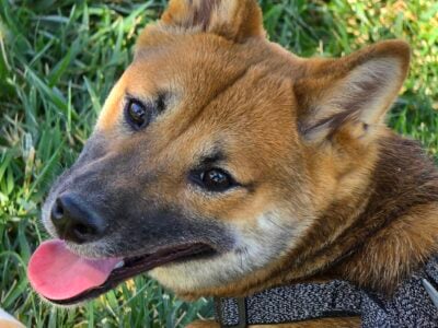 10 Month Old Shiba Inu (Gigi)