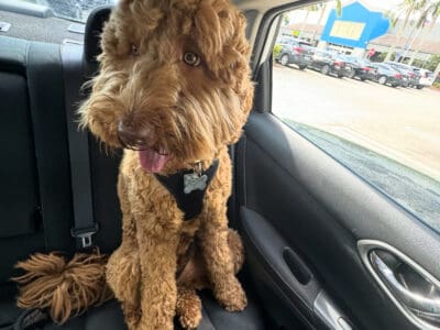 Beautiful and calm goldendoodle
