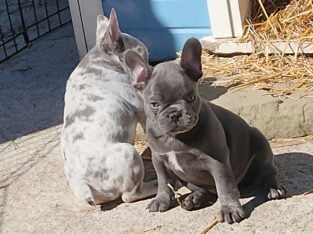 Blue french bulldog