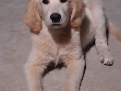 Male Golden Retriever Puppy 11 weeks