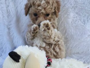 Michigan miniature poodle pups