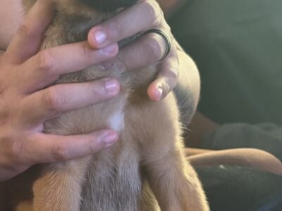 GSD Mix Puppies