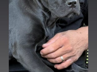 Full Blooded Cane Corso Pups. ICCF Registered.