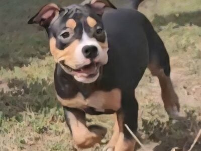 Show Quality Female!!