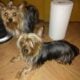 Little yorkie male