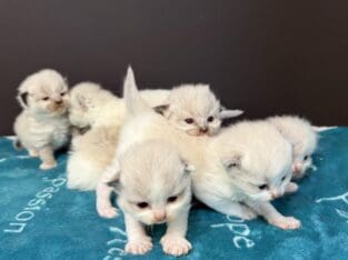 TICA RAGDOLL KITTENS