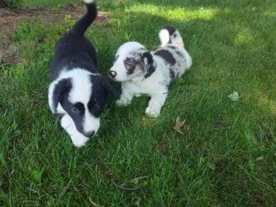 Puppies / Corgi 50% Border Collie 50%