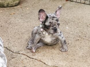 AKC FRENCH BULLDOGS Camden Michigan