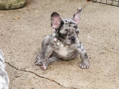 AKC FRENCH BULLDOGS Camden Michigan