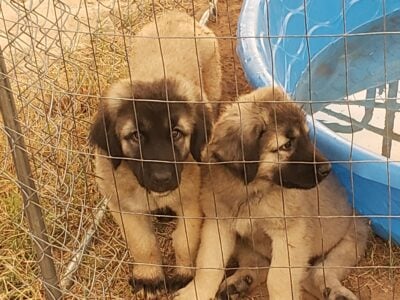 Turkish Kangal-Boz Livestock Guardians