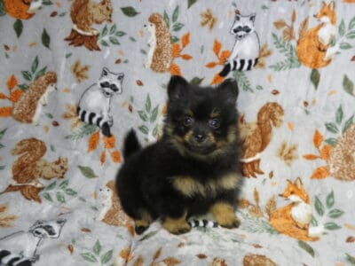 Pomeranian PUppies