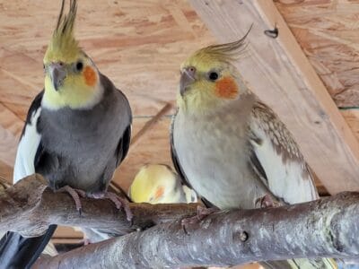 COCKATIELS