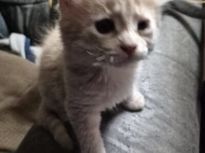 3 Adorable Male kittens for rehoming