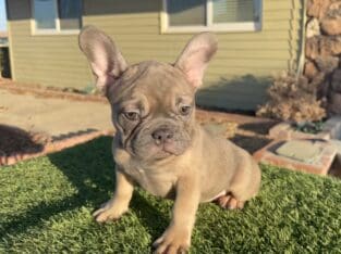 VISION – Blue Fawn Fluffy Carrier