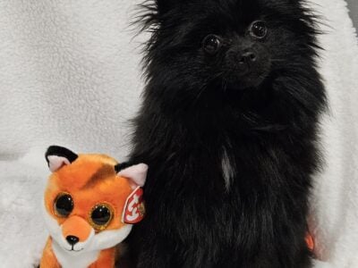 Beautiful Purebred female Pomeranian