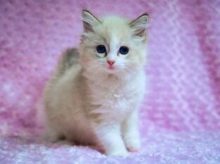 Royal Blue Eyes – Ragdolls – Kittens