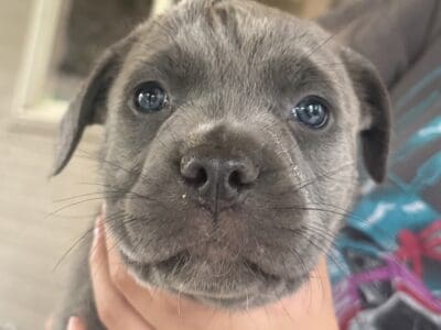 Cane Corso Puppies