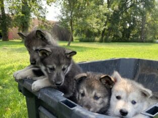 Fall Lowcontent Wolfdog Litter in MN