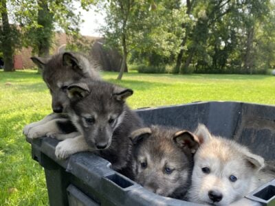 Fall Lowcontent Wolfdog Litter in MN