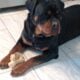 Rottweiler Puppies AKC