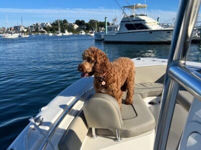 Goldendoodle puppy for adoption only 13 mo &nbsp;...