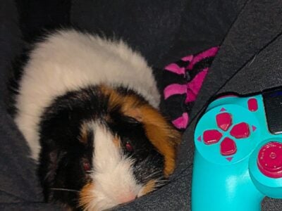 Male Abyssinian Guinea Pig