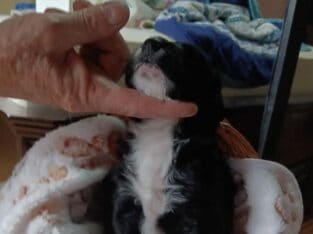 Beautiful puppies for sale