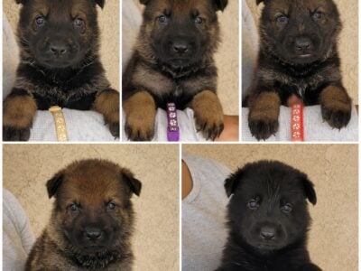 Czech German Shepherd