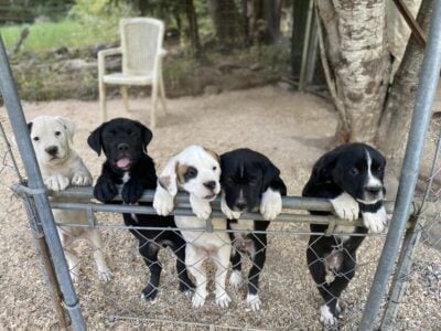 Great Price – Boxweiler Mastiff Pyrenees