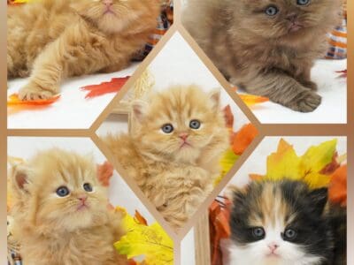 CFA Persian (longhair) and Exotic Shorthai &nbsp;...