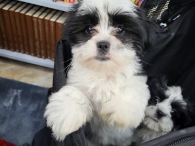 For sale maltishi puppies