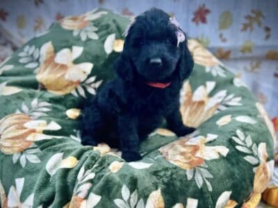 Goldendoodle Puppies Ready in 2 Weeks