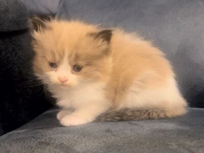 Kitten needs a new home!