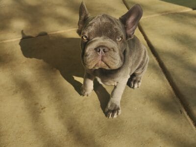 Koala – Big Rope French Bulldog