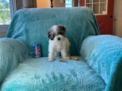 Tiny Toy Poodle puppy – Blue Merle & &nbsp;...