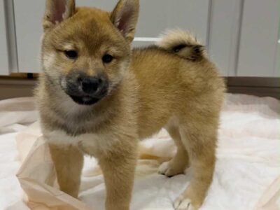 2 Purebred Shiba Inu Puppies – 9 Weeks Red