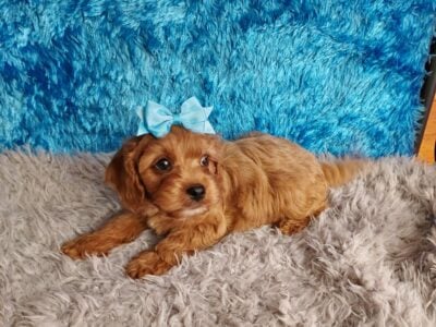 Toy Cavapoo