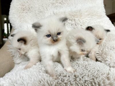 Fluffy Ragdoll Kittens