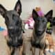 Beautiful Belgian Malinois pups