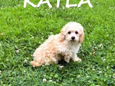 Kayla Female Cockapoo Puppy