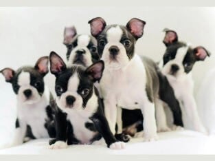 Boston Terrier Puppies