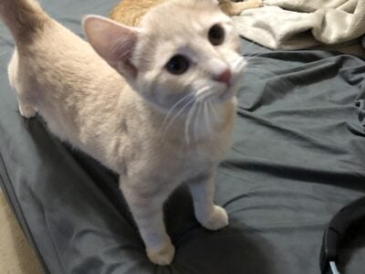 Free kittens-4-5 months old.